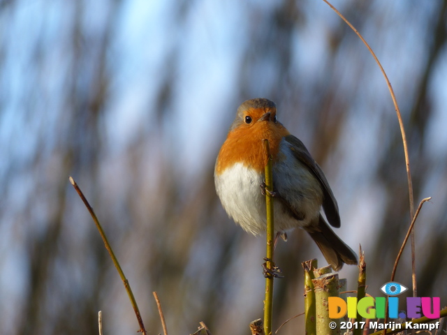 FZ035307 Robin on twig